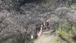 桜山公園で７０００本の冬桜と紅葉が共演　群馬・藤岡市(24/11/21)