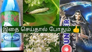 முருங்கை இலை புழு🐛/ Moringa leaf caterpillar #LET'S FIND #Tamil