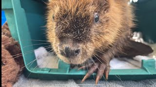 Baby beaver enclosure upgrade day