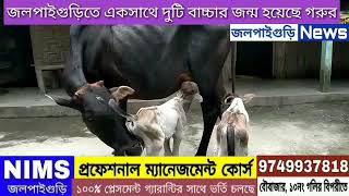 বিরল ঘটনা। একসাথে দুটি বাচ্চার জন্ম হয়েছে গরুর।