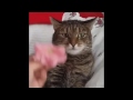 Prophecy Cat Is True. (Full Version)