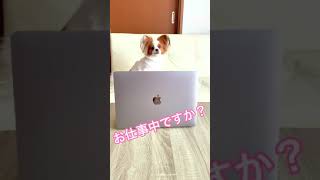 MacBookでお仕事中？なパピヨン犬　リコ#shorts