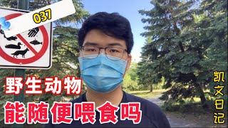 妹妹喂食加拿大鹅所发生的事，要被罚款吗？小留学生凯文日记 037