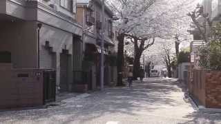 2014.04.01　西が丘で桜吹雪