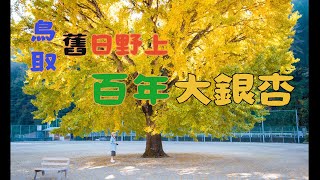 鳥取 舊日野上百年大銀杏 石霞溪紅葉 江尾銀杏並木 境港鬼太郎故鄉