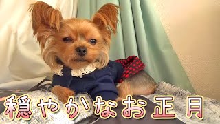 【ヨークシャテリア】お正月はゆっくりと過ごしてます【Yorkshire Terrier】