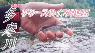 多摩川のヤマメ釣り　リリースサイズを釣りきれば良型が出ると信じてやまない男