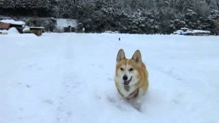 まだまだ雪遊びを堪能するコーギー花さん（Hana-san）