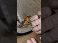 moth squeaks moths deathheadhawkmoth mothsuk