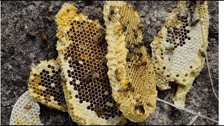 அடுக்கு தேன் | Very rare honey we found in kalvarayan hills place