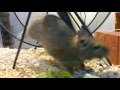 デグー　エサを隠す場面集　degu hiding her foods