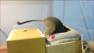 デグー　エサを隠す場面集　degu hiding her foods