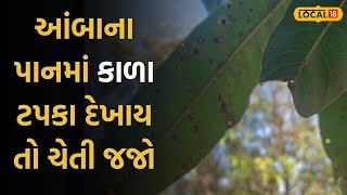 Farming Tips |  આંબાના પાનમાં કાળા ટપકા દેખાય તો ચેતી જજો, બાકી કેરીને થશે નુકસાન | Local18