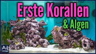 Erste Korallen \u0026 Tiere im Reef4u Nano Meerwasser Aquarium | AquaOwner