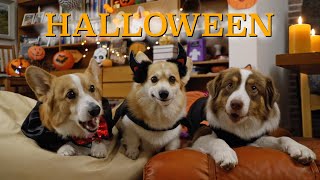 UNEXPECTED GUEST - Topi the Corgi