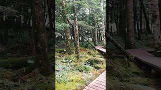 御泉水自然公園～長野県蓼科山 Beautiful walking track in Japanese  Mountain #japan #travel #長野県 #蓼科山