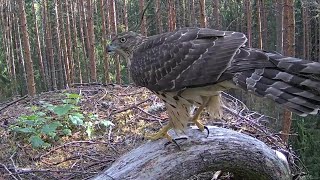 Must-toonekurg ~A juveniler Goshawk visit the nest~8:12 am 2024/08/16