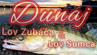 Lov Zubáča na Rieke/Lov Sumca na Rieke/ Lov Candáta/ZANDER FISHING/CAT FISHING