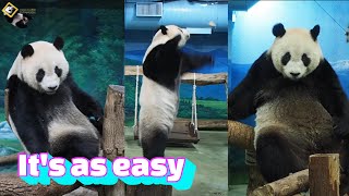 20221105 圓仔輕鬆雙擊落窩窩頭及紅蘿蔔 The Giant Panda Yuan Zai