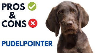 Pudelpointer Dog Pros and Cons | Pudelpointer Dog Advantages and Disadvantages