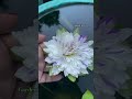 #waterlilly #waterlily #gardentalk #kl31vlog #waterlilymalayalam #garden #gardening #trendingshorts