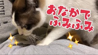 ふくよかな飼い主のお腹でふみふみ！の巻【うちの子４にゃんず】