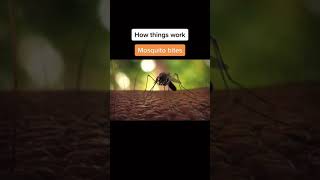 how things actually work mosquito bites 🤔🤔 #short