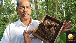 Division of bee colony തേനീച്ച കോളനി വിഭജനംHow to divide the bee colony