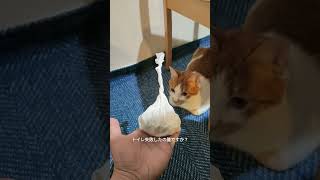 【猫動画】ウン○ソムリエ。違いのわかる猫。トイレ失敗したの誰ですか？ #shorts #youtubepartner #猫 #ネコ動画 #ネコ