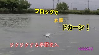 【琵琶湖界隈】オカッパリフロッグ（伊庭内湖）HAMAZU