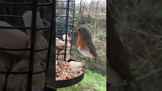 Christmas Eve visit from Red Robin 🎄 #shorts