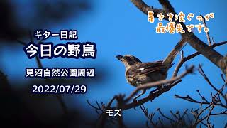 ギター日記　今日の野鳥　・　見沼自然公園周辺　2022年7月29日