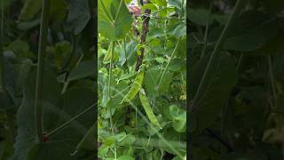 收穫荷蘭豆 #田園生活 #種菜#蔬菜Harvesting snow peas # Pastoral Life # Grow Vegetables # Vegetables