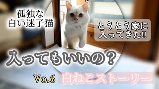 我が家に毎日やってくる孤独な野良猫【台風接近！なんとかこの子を守りたい！】ドアを開けて待っているとひょっこり現れた！