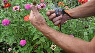 How to Harvest Zinnia Seeds When to harvest Zinnia seeds, collecting and drying Zinnia seeds.