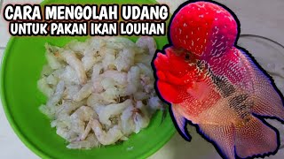 TIPS MEMBERI MAKAN UDANG UNTUK IKAN LOUHAN || PEMULA WAJIB NONTON VIDEO INI