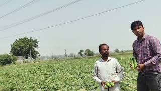 Laxmi Inputs cucumber 🥒 911