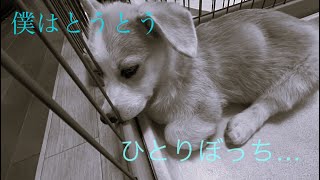 とうとう僕はひとりぼっち...