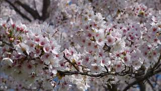 2019.04.23 塩川町御殿場公園の桜