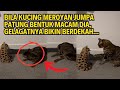 BILA KUCING MEROYAN JUMPA PATUNG MACAM DIA, GELAGATNYA BIKIN BERDEKAH...