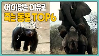 생각지도 못한 이유로 어이없게 죽는 동물 TOP6 | 정말 이렇게 죽는지는 몰랐네..