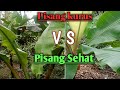 Pisang Kurus VS pisang Subur