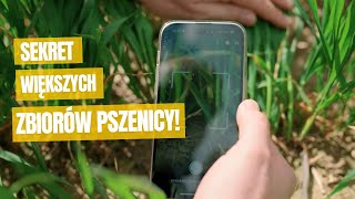 Jak poprawić zbiory pszenicy i zmniejszyć koszty? Praktyczne wyniki z Climate FieldView!