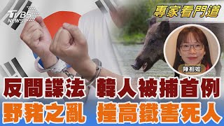 首例! 韓男涉反間諜法被捕 在中韓人不安 野豬覓食闖南京高鐵 害死下車查看機械師｜陳相如｜FOCUS全球新聞 20241101 @TVBSNEWS02