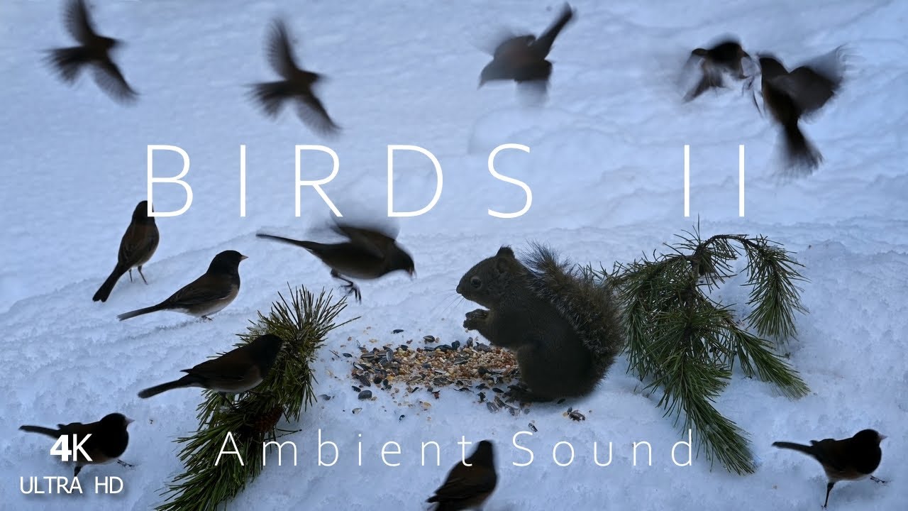 Wild Birds Ii Ambient Nature Ambient Sound Youtube