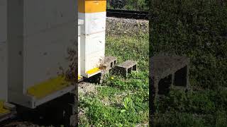 Our bees are swarming! Watch a honeybee colony start swarming!