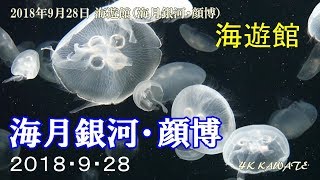 海遊館 クラゲ(海月銀河)・顔博 2018 [4K]