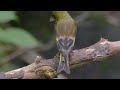 野鳥　nyackierの今日の鳥活 vol.135　2024年8月12日　真夏の富士山麓 水場巡り　ソウシチョウ・アオゲラ・ヤブサメ 等14種の野鳥