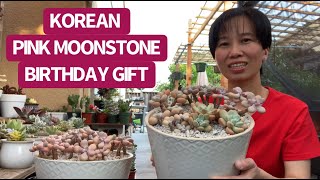 #454 KOREAN PINK MOONSTONE UNBOXING BIRTHDAY GIFT | MỞ THÙNG SỎI HỒNG HÀN QUỐC | 다육식물 | 多肉植物