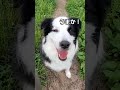 じゃあ、みんな ハイタッチ！暑さに負けないで！ hachi お散歩 ボーダーコリー 보더콜리 bordercollie 癒し piano japan